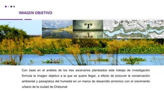IMAGEN OBJETIVO
Con base en el análisis de los tres escenarios planteados este trabajo de investigación
formula la imagen objetivo a la que se quiere llegar, a efecto de procurar la conservación
ambiental y paisajística del humedal en un marco de desarrollo armónico con el crecimiento
urbano de la ciudad de Chetumal.
 