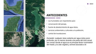 ANTECEDENTES
• Los humedales son importantes para
• conservación del paisaje,
• fuente de abastecimiento de agua dulce,
• servicios ambientales y culturales a la población,
• control de inundaciones
Humedal: cualquier área cubierta por agua dulce poco
profunda, por lo menos durante una parte del ciclo anual,
son zonas donde el agua es el principal factor controlador
del medio y la vida vegetal y animal asociada a él.
 