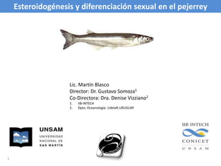 Esteroidogénesis y diferenciación sexual en el pejerrey Lic. Martín Blasco Director: Dr. Gustavo Somoza1 Co-Directora: Dra. Denise Vizziano2 IIB-INTECH Dpto. Oceanología. UdelaR.URUGUAY  1 