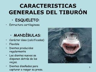 CARACTERISTICAS GENERALES DEL TIBURÓN ESQUELETO : Estructura cartilaginosa MANDÍBULAS : Carácter óseo (calcificadas) Flexible Dientes producidos regularmente Los dientes nuevos se disponen detrás de los viejos. Dientes diseñados para capturar o rasgar su presa. 