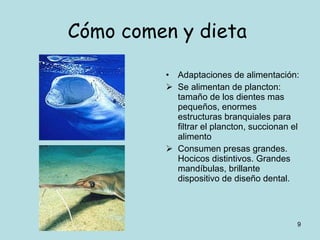 Cómo comen y dieta   Adaptaciones de alimentación: Se alimentan de plancton: tamaño de los dientes mas pequeños, enormes estructuras branquiales para filtrar el plancton, succionan el alimento Consumen presas grandes. Hocicos distintivos. Grandes mandíbulas, brillante dispositivo de diseño dental. 