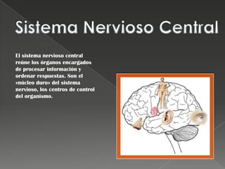 El sistema nervioso central
reúne los órganos encargados
de procesar información y
ordenar respuestas. Son el
«núcleo duro» del sistema
nervioso, los centros de control
del organismo.
 