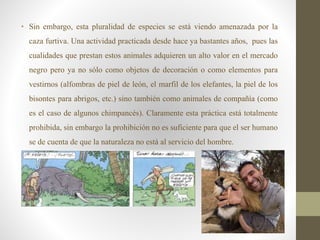 • Sin embargo, esta pluralidad de especies se está viendo amenazada por la
caza furtiva. Una actividad practicada desde hace ya bastantes años, pues las
cualidades que prestan estos animales adquieren un alto valor en el mercado
negro pero ya no sólo como objetos de decoración o como elementos para
vestirnos (alfombras de piel de león, el marfil de los elefantes, la piel de los
bisontes para abrigos, etc.) sino también como animales de compañía (como
es el caso de algunos chimpancés). Claramente esta práctica está totalmente
prohibida, sin embargo la prohibición no es suficiente para que el ser humano
se de cuenta de que la naturaleza no está al servicio del hombre.
 