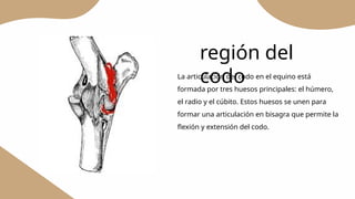 Región braquial y región del codo en equinos-anatomía topográfica | PPTX