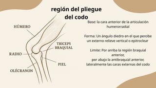 Región braquial y región del codo en equinos-anatomía topográfica | PPTX