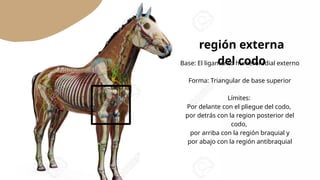 Región braquial y región del codo en equinos-anatomía topográfica | PPTX