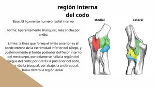 Región braquial y región del codo en equinos-anatomía topográfica | PPTX