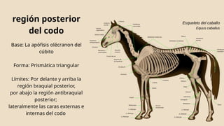 Región braquial y región del codo en equinos-anatomía topográfica | PPTX