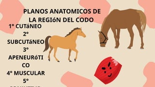 Región braquial y región del codo en equinos-anatomía topográfica | PPTX