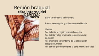 Región braquial y región del codo en equinos-anatomía topográfica | PPTX