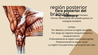 Región braquial y región del codo en equinos-anatomía topográfica | PPTX