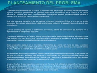 La difícil situación económica que se vive en la comunidad rural del municipio de Caicedo por falta de empleo e
ingresos económicos permanentes, ha generado delincuencia, incorporación de la juventud a las fuerzas
armadas de Colombia, a las FARC, al paramilitarismo y otros grupos armados que definitivamente afectaran la
convivencia en el municipio y en otros municipios cercanos.
Ante este panorama planteado lo que se pretende es generar ingresos económicos a un grupo de familias
campesinas del municipio a través de su trabajo en el proyecto productivo de aguacate hass, por lo tanto la tesis
a investigar es:
¿En qué porcentaje se superara la problemática económica y laboral del campesinado del municipio con la
implementación de este proyecto productivo?
La economía del Municipio de Caicedo, durante muchos años se ha basado específicamente a la producción de
Café, incluyendo en bajo renglón otros como la ganadería; actualmente el Municipio se ve en la necesidad de
experimentar e implementar otras fuentes de crecimiento económico.
Según diagnostico realizado en el municipio, determinamos que cuenta con mano de obra, condiciones
climatológicas y tierras para establecer plantaciones de Aguacate Hass, como alternativa para mejorar la calidad
de vida y fortalecer el desarrollo de la población Caicedeña en general.
Actualmente los productos agrícolas están tomando gran auge en la región y la diversificación de los mismos son
una gran oportunidad y estrategia para aumentar su productividad; esto vislumbra participación dinámica de
nuestros productores en el mercado nacional e internacional y garantizar su sostenibilidad, ante la gran demanda
de aguacate que tiende ir en aumento en varias regiones y países.
Una gran fortaleza de este proyecto es poder contar con la venta de la totalidad de producción en la Asociación
de productores de aguacate Hass, de la cual seremos socios productores, ubicada en el municipio cercano de el
Retiro, donde tiene sus bodegas de almacenamiento, clasificadora y comercializadora tanto a nivel nacional como
internacional, especialmente a Alemania y Holanda países compradores.
 