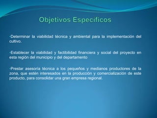 •Determinar la viabilidad técnica y ambiental para la implementación del
cultivo.
•Establecer la viabilidad y factibilidad financiera y social del proyecto en
esta región del municipio y del departamento
•Prestar asesoría técnica a los pequeños y medianos productores de la
zona, que estén interesados en la producción y comercialización de este
producto, para consolidar una gran empresa regional.
 