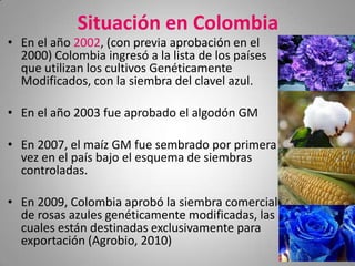 Situación en Colombia
• En el año 2002, (con previa aprobación en el
  2000) Colombia ingresó a la lista de los países
  que utilizan los cultivos Genéticamente
  Modificados, con la siembra del clavel azul.

• En el año 2003 fue aprobado el algodón GM

• En 2007, el maíz GM fue sembrado por primera
  vez en el país bajo el esquema de siembras
  controladas.

• En 2009, Colombia aprobó la siembra comercial
  de rosas azules genéticamente modificadas, las
  cuales están destinadas exclusivamente para
  exportación (Agrobio, 2010)
 