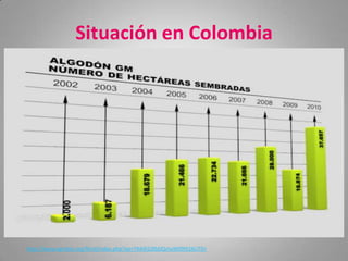 Situación en Colombia




http://www.agrobio.org/fend/index.php?op=YXA9I2JXbDQmaW09I016UT0=
 