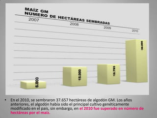 • En el 2010, se sembraron 37.657 hectáreas de algodón GM. Los años
  anteriores, el algodón había sido el principal cultivo genéticamente
  modificado en el país, sin embargo, en el 2010 fue superado en número de
  hectáreas por el maíz.
 