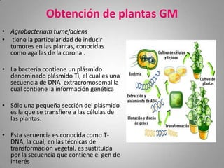 Obtención de plantas GM
• Agrobacterium tumefaciens
• tiene la particularidad de inducir
  tumores en las plantas, conocidas
  como agallas de la corona .

• La bacteria contiene un plásmido
  denominado plásmido Ti, el cual es una
  secuencia de DNA extracromosomal la
  cual contiene la información genética

• Sólo una pequeña sección del plásmido
  es la que se transfiere a las células de
  las plantas.

• Esta secuencia es conocida como T-
  DNA, la cual, en las técnicas de
  transformación vegetal, es sustituida
  por la secuencia que contiene el gen de
  interés
 