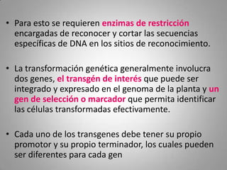 • Para esto se requieren enzimas de restricción
  encargadas de reconocer y cortar las secuencias
  específicas de DNA en los sitios de reconocimiento.

• La transformación genética generalmente involucra
  dos genes, el transgén de interés que puede ser
  integrado y expresado en el genoma de la planta y un
  gen de selección o marcador que permita identificar
  las células transformadas efectivamente.

• Cada uno de los transgenes debe tener su propio
  promotor y su propio terminador, los cuales pueden
  ser diferentes para cada gen
 