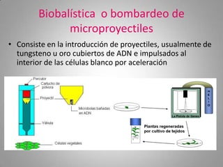 Biobalística o bombardeo de
              microproyectiles
• Consiste en la introducción de proyectiles, usualmente de
  tungsteno u oro cubiertos de ADN e impulsados al
  interior de las células blanco por aceleración
 