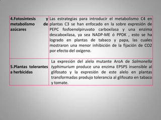 4.Fotosíntesis    y Las estrategias para introducir el metabolismo C4 en
metabolismo      de plantas C3 se han enfocado en la sobre expresión de
azúcares            PEPC fosfoenolpiruvato carboxilasa y una enzima
                    descaboxilasa, ya sea NADP-ME ó PPDK , esto se ha
                    logrado en plantas de tabaco y papa, las cuales
                    mostraron una menor inhibición de la fijación de CO2
                    por efecto del oxígeno.

                     La expresión del alelo mutante AroA de Salmonella
5.Plantas tolerantes typhimurium produce una enzima EPSPS insensible al
a herbicidas         glifosato y la expresión de este alelo en plantas
                     transformadas produjo tolerancia al glifosato en tabaco
                     y tomate.
 