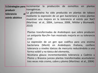 5.Estrategias para   incrementar la producción de osmolitos en plantas
producir             transgénicas.
tolerancia      al   La glicinbetaína ha sido producida en plantas de tabaco
                     mediante la expresión de un gen bacteriano y estas plantas
estrés abiótico
                     muestran una mejora en la tolerancia al estrés por NaCl
                     (Martínez et al., 2004., Lemaux, 2008., Mittler y Blumwald,
                     2010)

                     Plantas transformadas de Arabidopsis que sobre producen
                     un antiporte Na+/H+ han mostrado mejoría en su tolerancia
                     a sal
                     La expresión de un gen que codifica para una enzima
                     bacteriana (MerA) en Arabidopsis thaliana, confiere
                     tolerancia a niveles tóxicos de mercurio reduciéndolo a una
                     forma volátil y no tóxica del elemento,
                     Nicotiana glauca incrementandola tolerancia a Cadmio y
                     Plomo y Brassica juncea plantas transformadas acumularon
                     tres veces más cromo, cobre y plomo (Martínez et al., 2004)
 