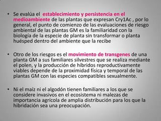 • Se evalúa el establecimiento y persistencia en el
  medioambiente de las plantas que expresan Cry1Ac , por lo
  general, el punto de comienzo de las evaluaciones de riesgo
  ambiental de las plantas GM es la familiaridad con la
  biología de la especie de planta sin transformar o planta
  huésped dentro del ambiente que la recibe

• Otro de los riesgos es el movimiento de transgenes de una
  planta GM a sus familiares silvestres que se realiza mediante
  el polen, y la producción de híbridos reproductivamente
  viables depende de la proximidad física y temporal de las
  plantas GM con las especies compatibles sexualmente.

• Ni el maíz ni el algodón tienen familiares a los que se
  considere invasivos en el ecosistema ni malezas de
  importancia agrícola de amplia distribución para los que la
  hibridación sea una preocupación.
 