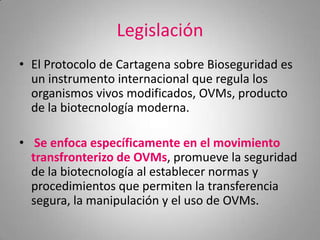 Legislación
• El Protocolo de Cartagena sobre Bioseguridad es
  un instrumento internacional que regula los
  organismos vivos modificados, OVMs, producto
  de la biotecnología moderna.

• Se enfoca específicamente en el movimiento
  transfronterizo de OVMs, promueve la seguridad
  de la biotecnología al establecer normas y
  procedimientos que permiten la transferencia
  segura, la manipulación y el uso de OVMs.
 