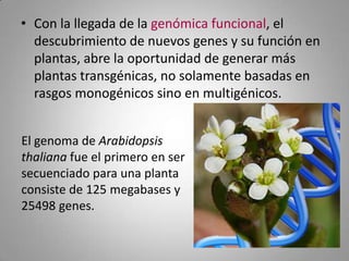 • Con la llegada de la genómica funcional, el
  descubrimiento de nuevos genes y su función en
  plantas, abre la oportunidad de generar más
  plantas transgénicas, no solamente basadas en
  rasgos monogénicos sino en multigénicos.


El genoma de Arabidopsis
thaliana fue el primero en ser
secuenciado para una planta
consiste de 125 megabases y
25498 genes.
 