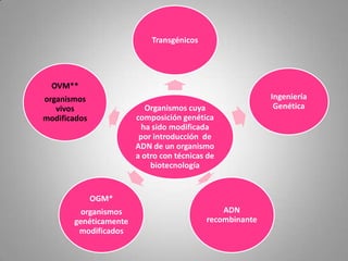 Transgénicos




  OVM**
organismos                                               Ingeniería
   vivos                  Organismos cuya                 Genética
modificados            composición genética
                         ha sido modificada
                        por introducción de
                       ADN de un organismo
                       a otro con técnicas de
                           biotecnología


              OGM*
         organismos                           ADN
       genéticamente                      recombinante
        modificados
 