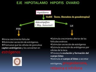 EJE HIPOTALAMO HIPOFIS OVARIO
Hipotálamo
Adenohipófisis
( Hip. Anterior)
GnRH (horm. liberadora de gonadotropina)
FSH
LH
Inicia crecimiento folicular
Estimulan secreción de estrógenos.
Promueve que las células de granulosa
capten andrógenos y los conviertan en
estrógenos
Estimula crecimiento ulterior de los
folículos ováricos
Estimulan secreción de estrógenos
Estimula secreción de andrógenos por
células de la teca.
Provoca la ovulación y formación del
cuerpo lúteo
Estimula al cuerpo al lúteo a secretar
estrógenos, progesterona,
relaxina e inhibina
 