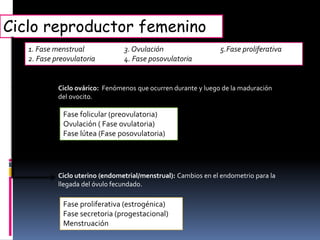 Ciclo reproductor femenino
Ciclo ovárico: Fenómenos que ocurren durante y luego de la maduración
del ovocito.
Ciclo uterino (endometrial/menstrual): Cambios en el endometrio para la
llegada del óvulo fecundado.
Fase folicular (preovulatoria)
Ovulación ( Fase ovulatoria)
Fase lútea (Fase posovulatoria)
Fase proliferativa (estrogénica)
Fase secretoria (progestacional)
Menstruación
1. Fase menstrual 3. Ovulación 5.Fase proliferativa
2. Fase preovulatoria 4. Fase posovulatoria
 