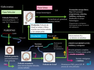 Cicloovárico
Fase folicular
Ovulación
Fase lútea
Foliculo Primordial
(ovocito primario + 1
cap. Cel. Foliculares)
PUBERTAD
HIPOTÁLAMO:GnRH
HIPÓFISIS: FSH y LH
Folículo secundario
(teca int/ext,líquido folicular,
corona radiada)
FSH
Folículo primario
(uni/multilaminar)
Zona pelúcida
Ovocito primario completa
meiosis I: Primer cuerpo polar
y ovocito secundario.
Inicia meiosis II y
se detiene en metafase
FSH
Secreta: estrógenos
e inhibina
Disminuyen FSH y poca LH 
atresia de otros folículos
FOLÍCULO DOMINANTE:
inhibina y estrógenos
Folículo de Graaf
Ovulación: Folículo de
Graaf se rompe y libera
ovocito con corona radiada
y 1er cuerpo polar.
cuerpo hemorrágico
LH
Se mezlcan cel. granulosa
con teca interna
Formación cuerpo lúteo:
Bajo LH secretará
progesterona, relaxina,
inhibina, estrógenos.
Reabsorbe el cuerpo
hemorrágico
Secretan
estrógenos
Participarán
en fase
proliferativa
del endometrio
Progesterona y estrógenos:
Participarán en fase secretoria
del endometrio
Pico de LH
 