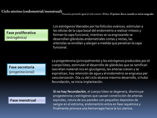 Ciclouterino(endometrial/menstrual)Duración promedioigual al cicloovárico: 28días. Elprimer díaescuando seiniciasangrado.
Fase menstrual
Fase proliferativa
(estrogénica)
Fase secretoria
(progestacional)
Los estrógenos liberados por los folículos ováricos, estimulan a
las células de la capa basal del endometrio a realizar mitosis y
forman la capa funcional, mientras se va engrosando se
desarrollan glándulas endometriales cortas y rectas, las
arteriolas se enrollan y alargan a medida que penetran la capa
funcional.
La progesterona (principalmente) y los estrógenos producidos por el
cuerpo lúteo, estimulan el desarrollo de glándulas que se ramifican
(secretan material rico en glucógeno), las arterias crecen y se
espiralizan, hay retención de agua y el endometrio se engruesa por
vascularización. Día 21 del ciclo alcanza máximo desarrollo, si hubo
fecundación, se inicia implantación.
Si no hay fecundación, el cuerpo lúteo se degenera, disminuye
progesterona y estrógenos que causan constricción de arterias
espirales, rotura de sus paredes con pequeños depositos de
sangre en el estroma, endomentrio entra en fase isquémica y
finalmente provoca una hemorragia hacia la luz uterina.
 