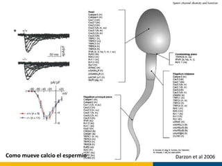 Como mueve calcio el espermio   Darzon et al 2006
 