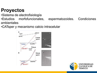 Proyectos
•Sistema de electrofisiología
•Estudios morfofuncionales, espermatozoides.   Condiciones
ambientales
•CATsper y mecanismo calcio intracelular
 