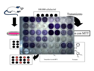 100.000 células/ml

                        Tratamiento




                     Incubación con MTT
 