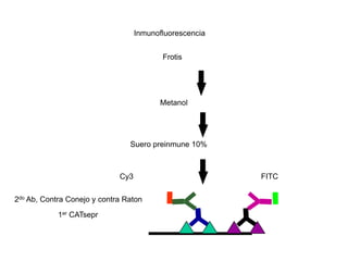 Inmunofluorescencia


                                          Frotis




                                         Metanol




                                Suero preinmune 10%



                             Cy3                         FITC

2do Ab, Contra Conejo y contra Raton
            1er CATsepr
 