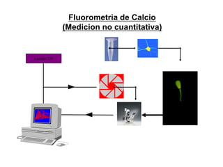 Fluorometria de Calcio
             (Medicion no cuantitativa)


Lambda 220
 