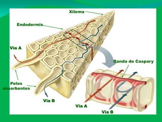Xilema


     Endodermis




  Vía A


                                         Banda de Caspary




   Pelos
absorbentes


                  Vía B
                            Vía A
                                    Vía B
 