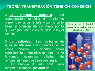 TEORÍA TRANSPIRACIÓN-TENSIÓN-COHESIÓN

2. La     presión       radicular.      La
concentración osmótica del suelo es
menor que la de la raíz y por lo tanto         La estructura dipolar del
tiene un potencial hídrico mayor por lo       agua explica las fuerzas de
que el agua tiende a entrar en la raíz y el        cohesión ente las
                                                      moléculas
xilema.

3. La capilaridad. Las moléculas de
agua se adhieren a las paredes de los
vasos    leñosos    y   además      están
cohesionadas entre ellas (puentes de H)
formando      columnas    difíciles    de
romper, siempre que sean continuas.
   Una burbuja de aire basta para
romper la columna. (cavitación)
 