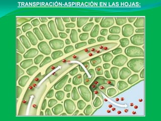 TRANSPIRACIÓN-ASPIRACIÓN EN LAS HOJAS:
 
