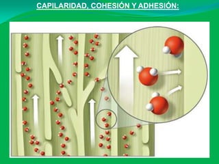 CAPILARIDAD, COHESIÓN Y ADHESIÓN:
 