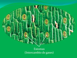 Estomas
(Intercambio de gases)
 