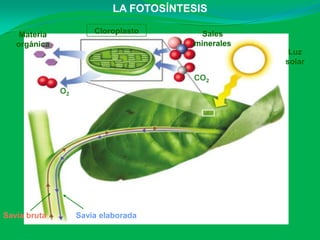 LA FOTOSÍNTESIS

    Materia            Cloroplasto       Sales
   orgánica                             minerales
                                                     Luz
                                                    solar

                                        CO2
              O2




Savia bruta        Savia elaborada
 