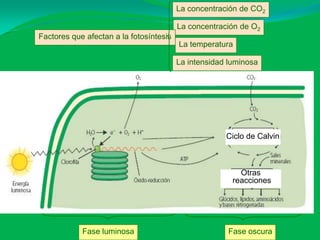 La concentración de CO2

                                         La concentración de O2
Factores que afectan a la fotosíntesis
                                         La temperatura

                                         La intensidad luminosa




                                                      Ciclo de Calvin



                                                          Otras
                                                        reacciones




            Fase luminosa                              Fase oscura
 