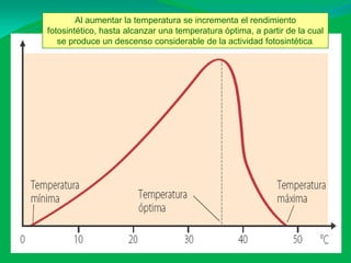 Al aumentar la temperatura se incrementa el rendimiento
fotosintético, hasta alcanzar una temperatura óptima, a partir de la cual
   se produce un descenso considerable de la actividad fotosintética.
 
