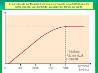 El aumento de la intensidad luminosa incrementa la actividad fotosintética
     hasta alcanzar un valor límite, que depende del tipo de planta.
 