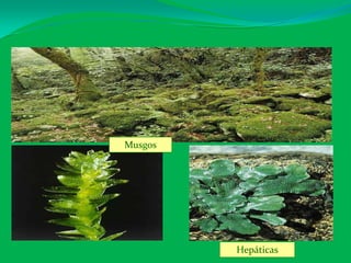 Musgos




         Hepáticas
 