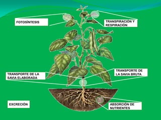FOTOSÍNTESIS   TRANSPIRACIÓN Y
                   RESPIRACIÓN




                        TRANSPORTE DE
TRANSPORTE DE LA        LA SAVIA BRUTA
SAVIA ELABORADA




EXCRECIÓN            ABSORCIÓN DE
                     NUTRIENTES
 