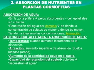 2.-ABSORCIÓN DE NUTRIENTES EN
          PLANTAS CORMOFITAS

ABSORCIÓN DE AGUA:
  •En la zona pilífera pelos absorbentes = cél. epiteliales
  sin cutícula.
  •Penetración del agua por ósmosis de donde la
  concentración de solutos es menor a donde es mayor.
  Tienden a igualarse las concentraciones. Animación.
FACTORES QUE AFECTANA LA ABSORCIÓN DE AGUA:
  •Temperatura: cuando aumenta incremento de la
  absorción.
  •Aireación: aumento superficie de absorción. Suelos
  blandos (arado).
  •Aumento de la cantidad de agua en el suelo.
  •Capacidad de retención del suelo coloides
  “secuestran el agua”.
 